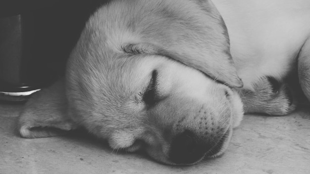 床で眠っているラブラドール犬の子犬のクローズアップ