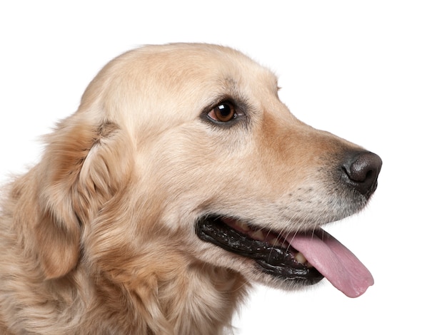 Close-up of Labrador retriever, 4 years old. Dog portrait isolated