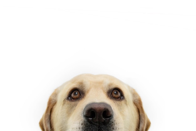 Close-up labrador retriever hond hoofd op zoek geïsoleerd op witte achtergrond