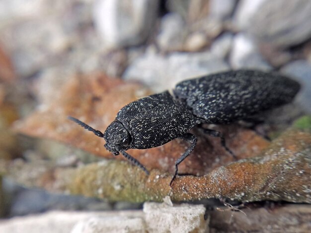 Foto close-up di lacon punctatus su metallo arrugginito