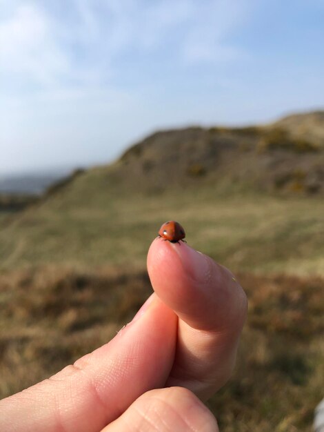 Foto prossimo piano della coccinella sul dito