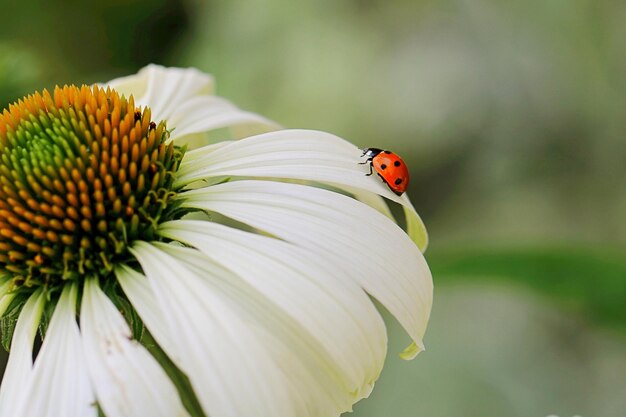 Close-up of ladybug on flower