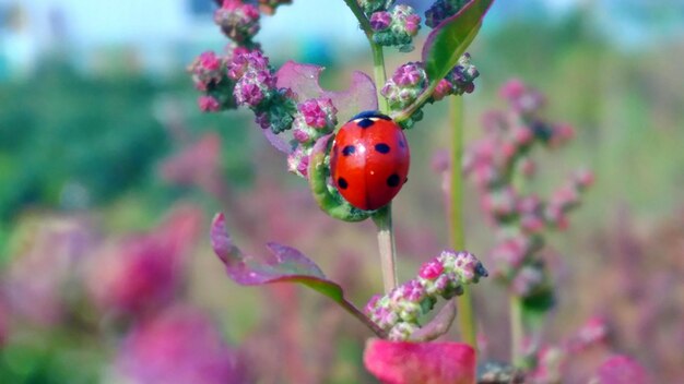 Close-up of ladybug on flower