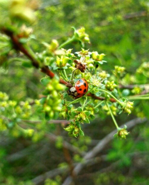 Foto prossimo piano della coccinella sul fiore