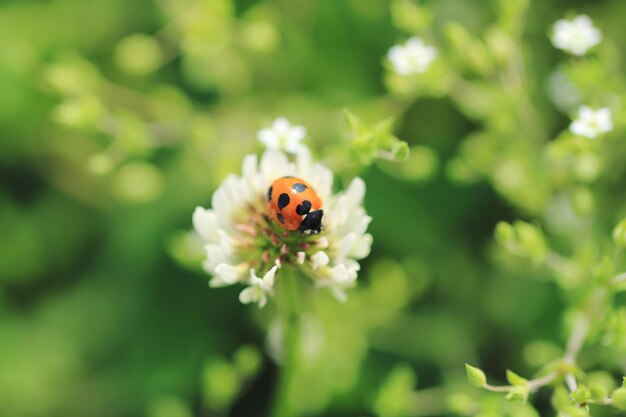 Close-up of ladybug on flower