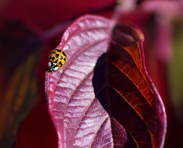 Photo close-up of ladybug on flower