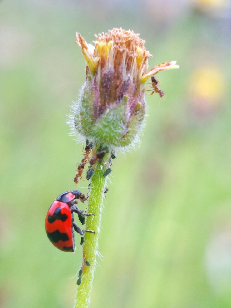 Photo close-up of ladybug on flower