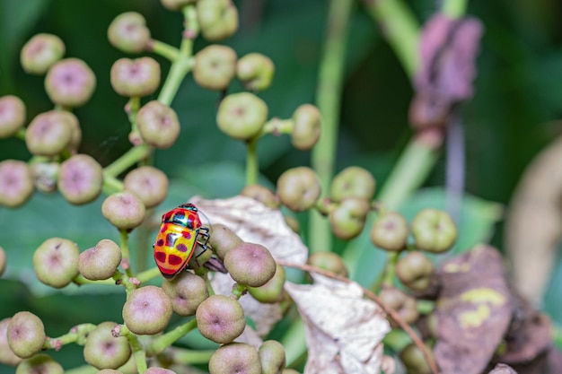 close-up of ladybug on flower