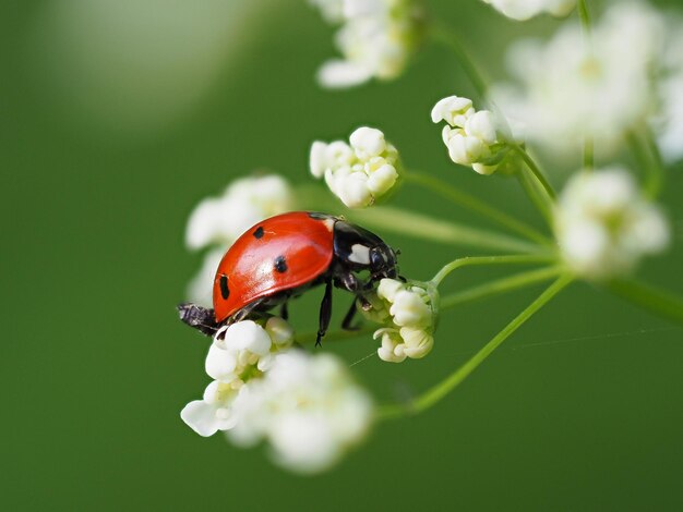 Close-up of ladybug on flower