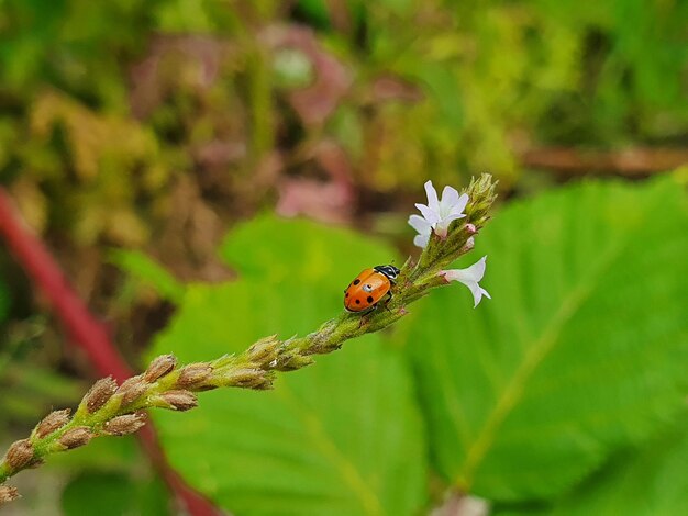 Close-up of ladybug on flower