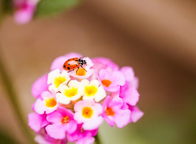 Close-up of ladybug on flower