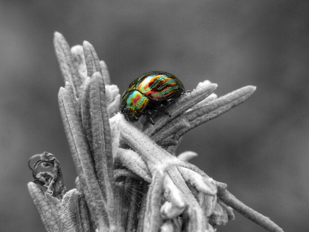 Photo close-up of ladybug on flower