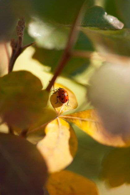 Close-up of ladybug on flower