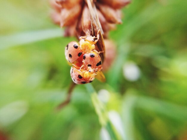 Photo close-up of ladybug on flower