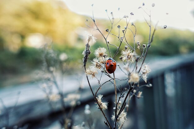 Close-up of ladybug on flower