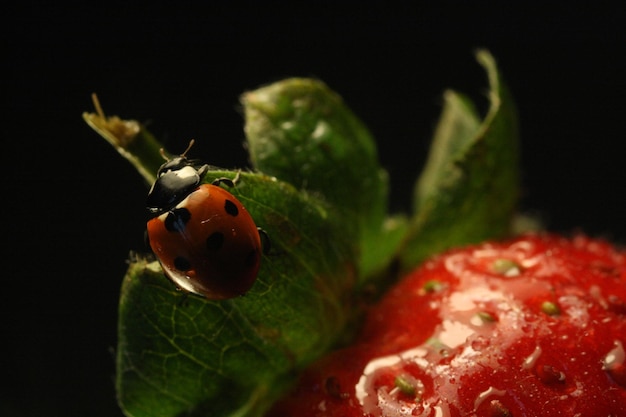 Close-up of ladybug on fruit