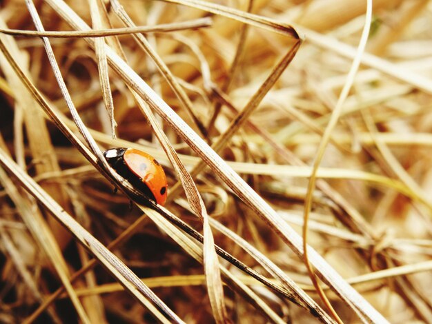 Foto prossimo piano di una coccinella sull'erba