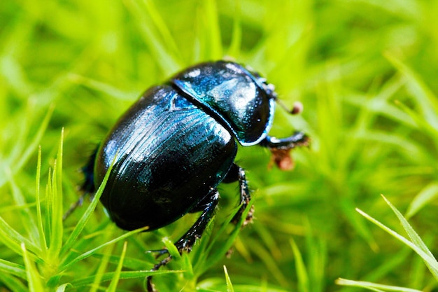 Photo close-up of ladybug on grass