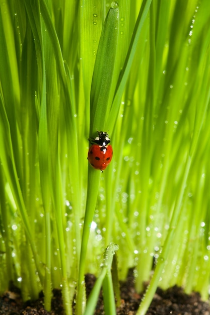 Foto prossimo piano di una coccinella sull'erba