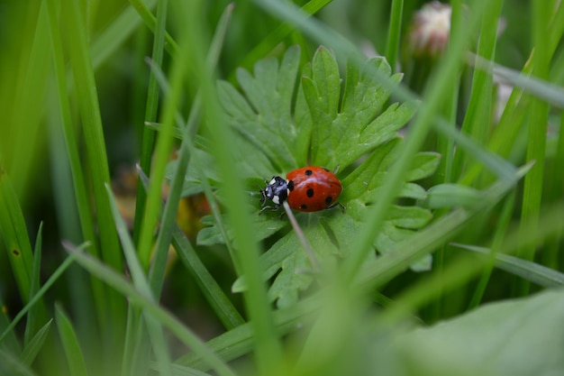 Foto prossimo piano di una coccinella sull'erba