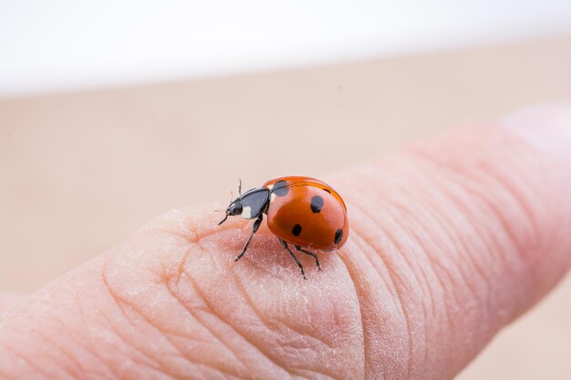 Foto prossimo piano della coccinella in mano