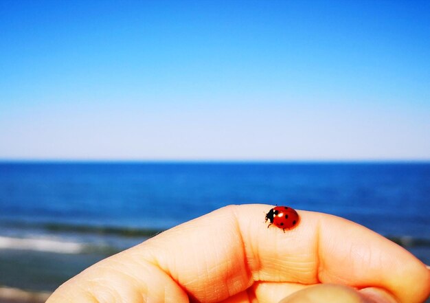 Close-up of ladybug on hand