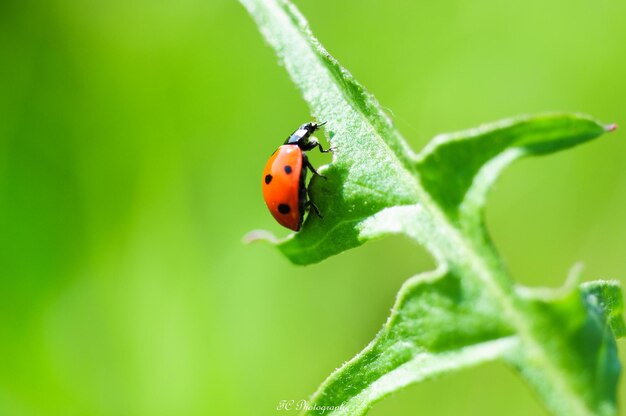 Photo close-up of ladybug on leaf