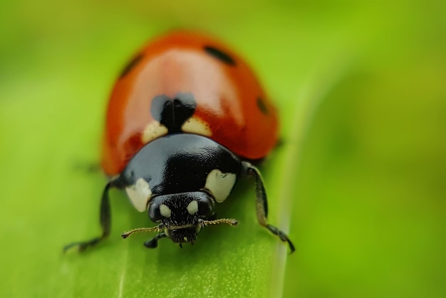 close-up of ladybug on leaf