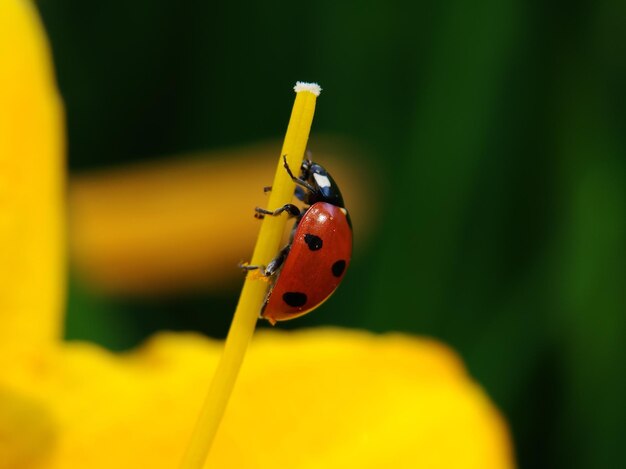 Close-up of ladybug on leaf