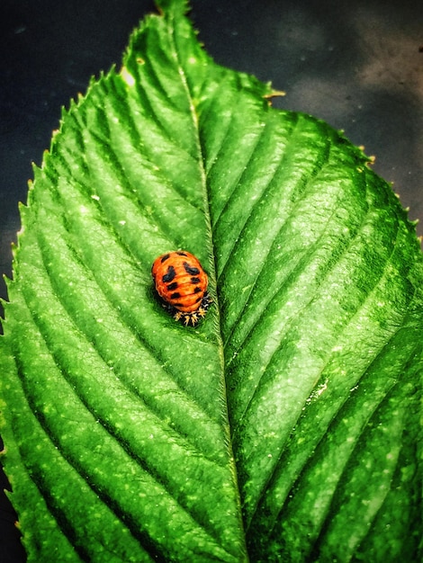 Foto prossimo piano della coccinella sulla foglia