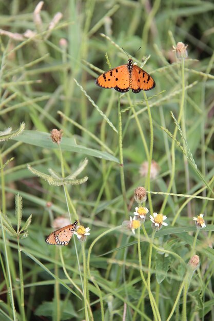 Foto prossimo piano della coccinella sulla foglia