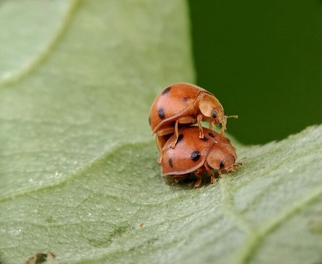 Close-up of ladybug on leaf