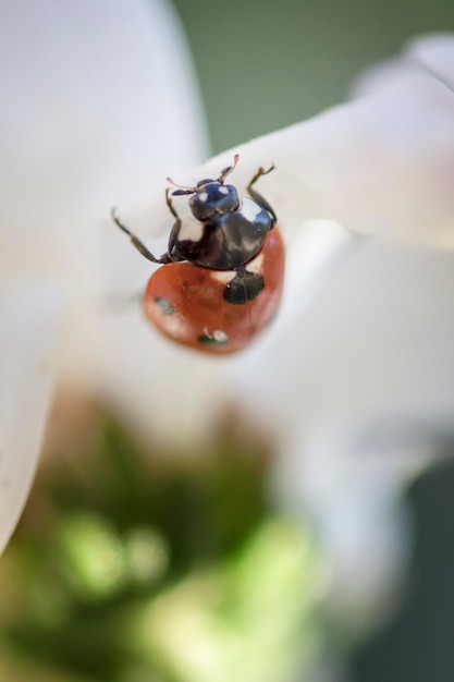 Foto prossimo piano della coccinella sulla foglia