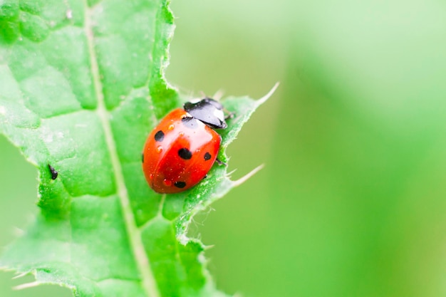 Photo close-up of ladybug on leaf