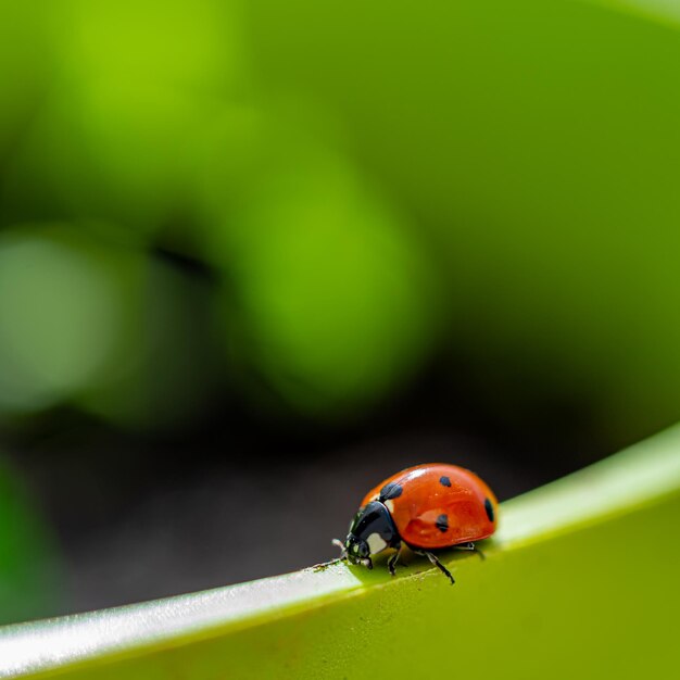 Close-up of ladybug on leaf