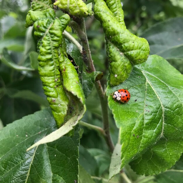 Close-up of ladybug on leaf