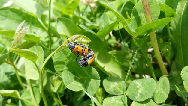 Photo close-up of ladybug on leaf