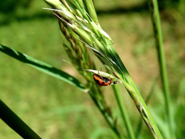 Photo close-up of ladybug on leaf