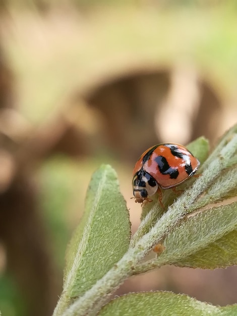 Foto prossimo piano della coccinella sulla foglia