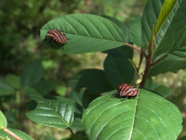 Close-up of ladybug on leaf