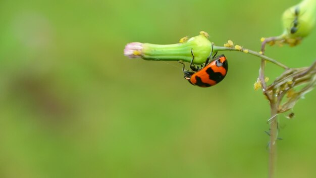 Close-up of ladybug on leaf