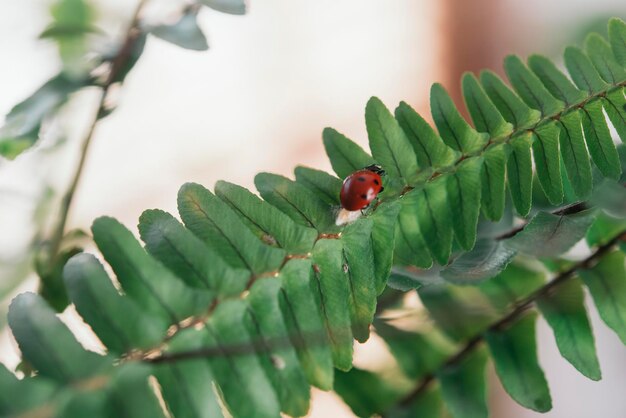 Photo close-up of ladybug on leaf