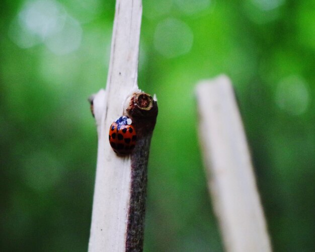 Close-up of ladybug on leaf