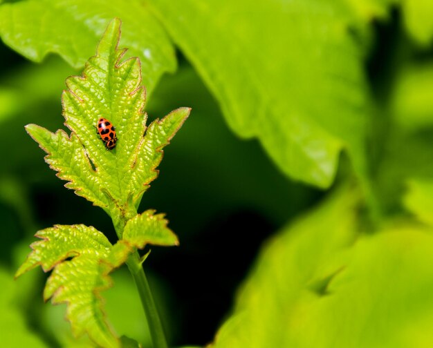 Close-up of ladybug on leaf