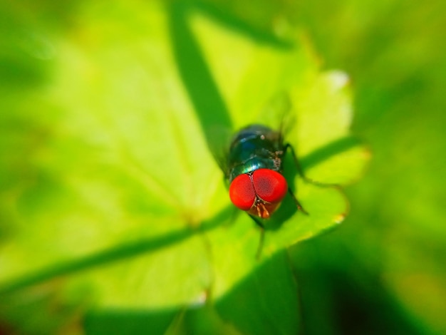 Close-up of ladybug on leaf