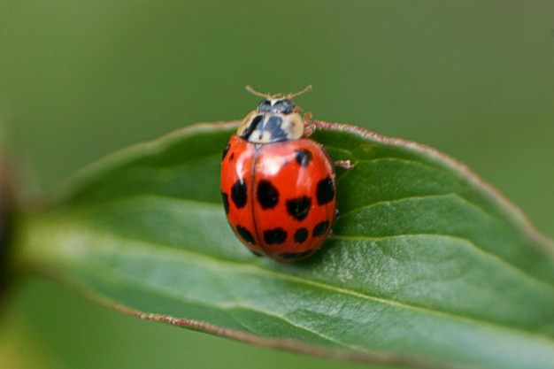 close-up of ladybug on leaf
