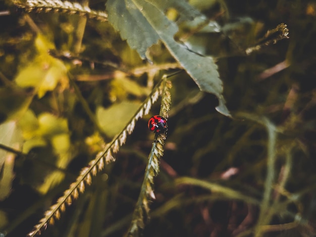 Foto prossimo piano della coccinella sulla foglia