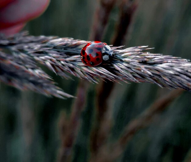 Foto prossimo piano della coccinella sulla foglia