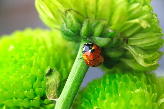 Close-up of ladybug on leaf