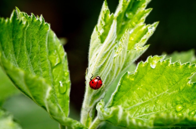 Foto prossimo piano della coccinella sulla foglia